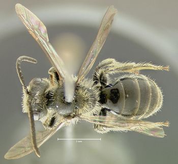 Media type: image;   Entomology 609445 Aspect: habitus dorsal view